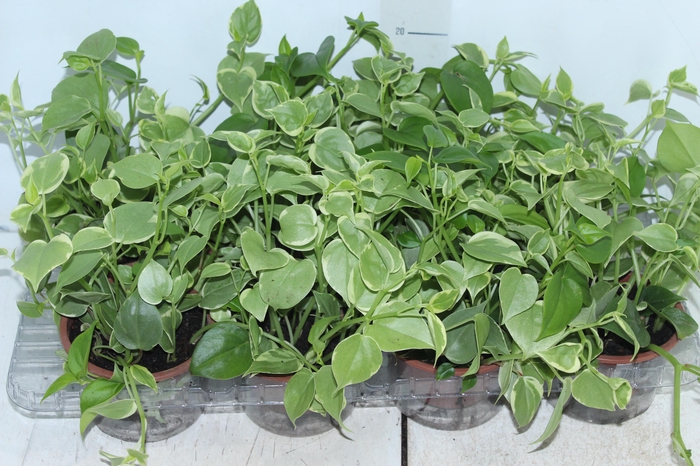 <h4>PEPEROMIA SCANDENS C13</h4>