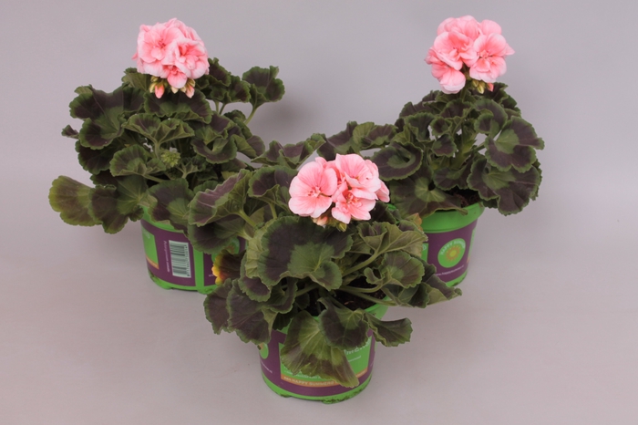 Pelargonium zonale Lenja light Salmon