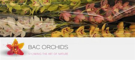 <h4>Cymb Mixed Stems</h4>