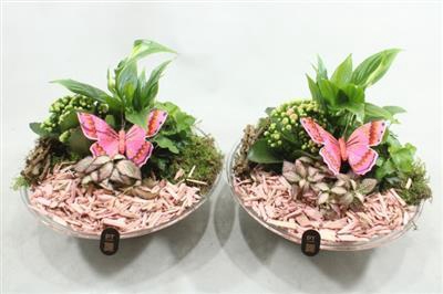 <h4>2668 ROZE GLAS 28</h4>