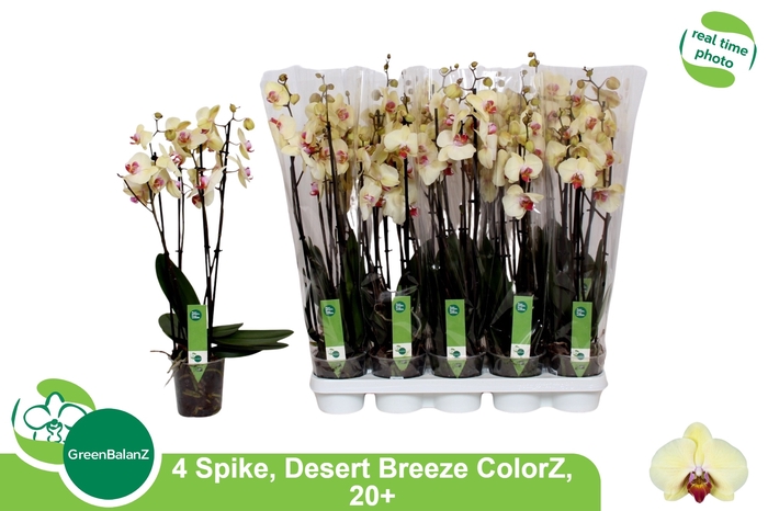 <h4>PHAL DESERT BREEZE</h4>