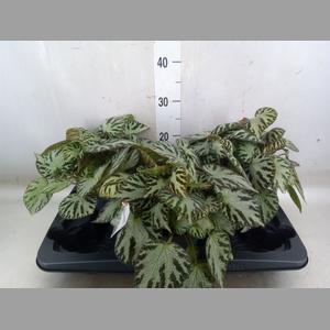 Begonia BD 'Silver Jewell'