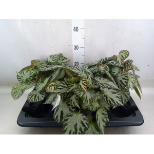 Begonia BD 'Silver Jewell'