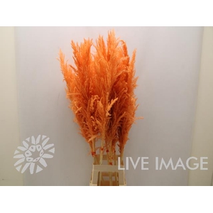 Dried cortaderia paint orange