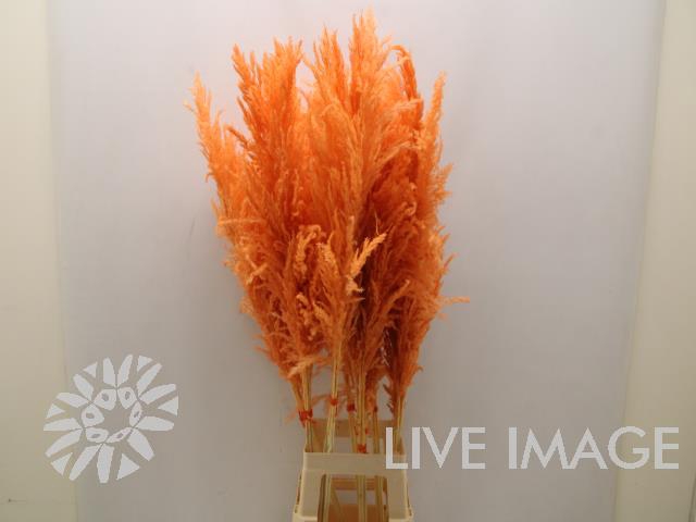 <h4>Dried cortaderia paint orange</h4>