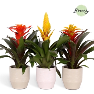 Bromelia Green - 13cm in Palma | Mimesis
