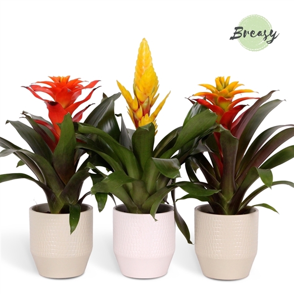 <h4>Bromelia Green - 13cm in Palma | Mimesis</h4>