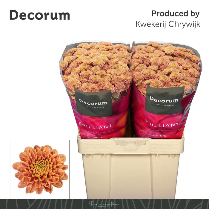 <h4>Chr San Ellison Salmon</h4>