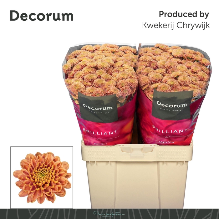 <h4>Chr San Ellison Salmon</h4>