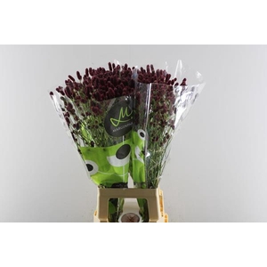 Sanguisorba Red Dream L 80