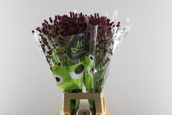 <h4>Sanguisorba Red Dream L 80</h4>