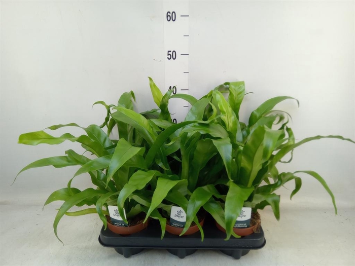 <h4>Asplenium antiquum</h4>