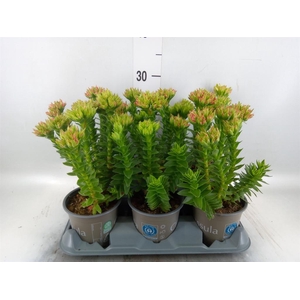 Crassula coccinea