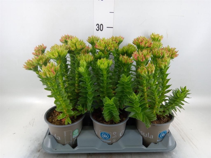 <h4>Crassula coccinea</h4>