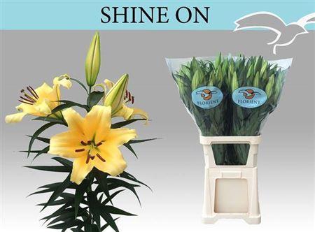 <h4>Li Ot Shine On 5+</h4>