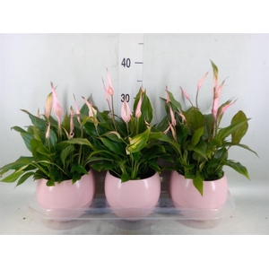 Spathiphyllum  'Bellini'