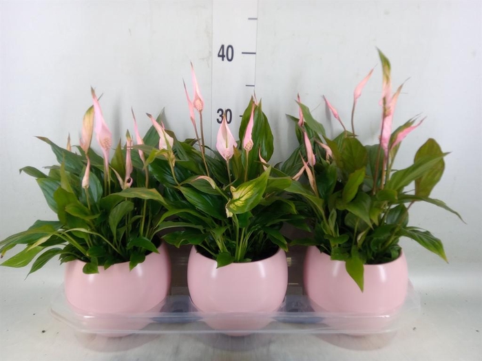 <h4>Spathiphyllum  'Bellini'</h4>