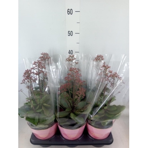 Kalanchoe  'WildFlow Surp Canyon'