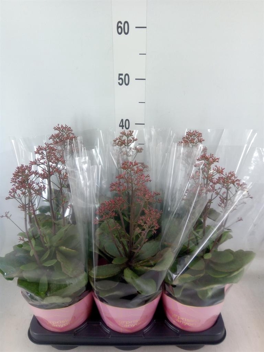 <h4>Kalanchoe  'WildFlow Surp Canyon'</h4>