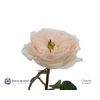 Rosa David Austin Charity