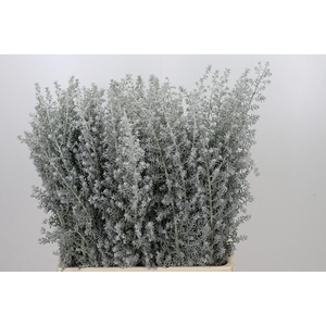 Kochia (Maireana Sedifolia)