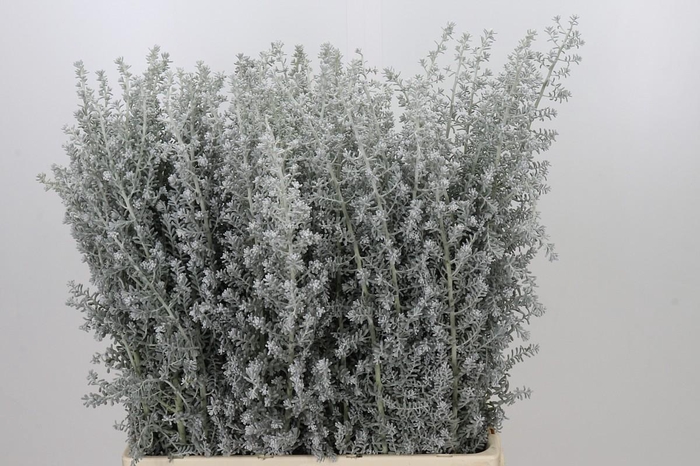 <h4>Kochia (Maireana Sedifolia)</h4>