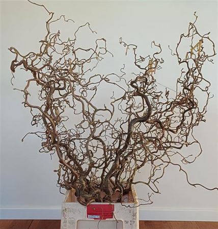 <h4>Corylus Av Contorta</h4>