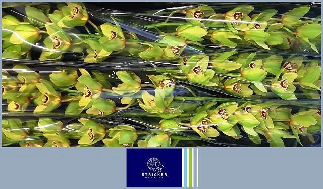 <h4>CYMB T BONYONI</h4>