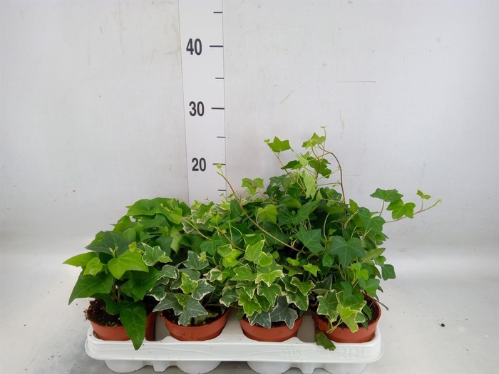 <h4>Hedera   ...mix</h4>