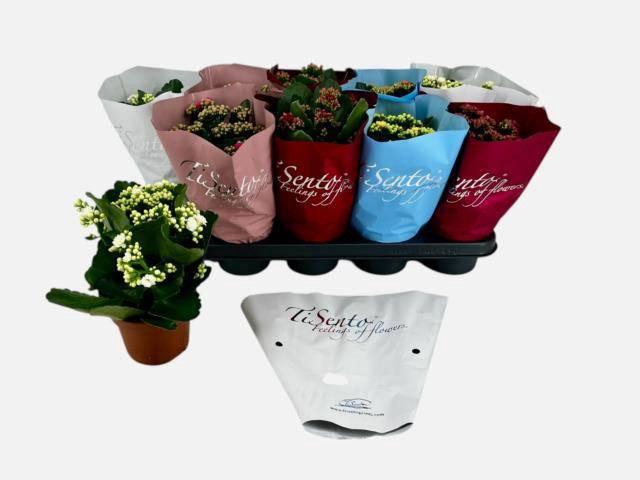 <h4>KAL GE GEM 6 KL</h4>