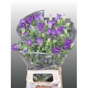 Campanula Medium Champion Blue