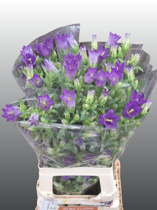 <h4>Campanula Medium Champion Blue</h4>