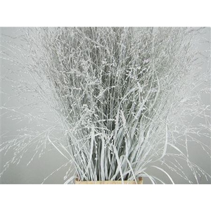 Panicum Warrior Wit