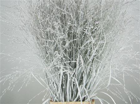 <h4>Panicum Warrior Wit</h4>