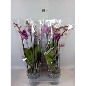 Phalaenopsis multi. 'Hornglin Vick'