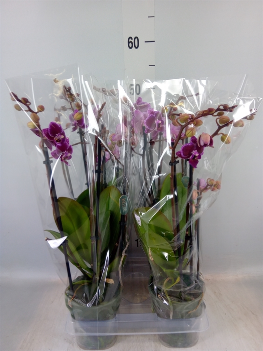 <h4>Phalaenopsis multi. 'Hornglin Vick'</h4>