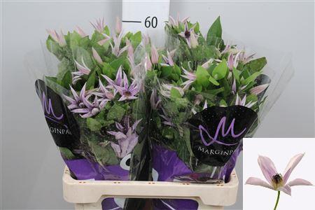 <h4>Clem Amazing Miami</h4>