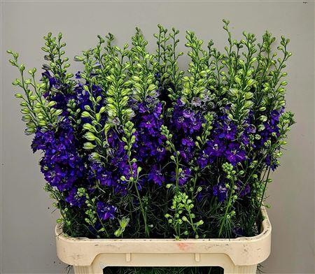 <h4>Consolida Q Dark Blue</h4>