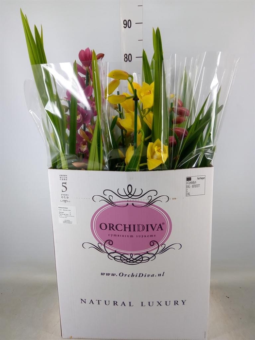 <h4>Cymbidium   ...mix</h4>