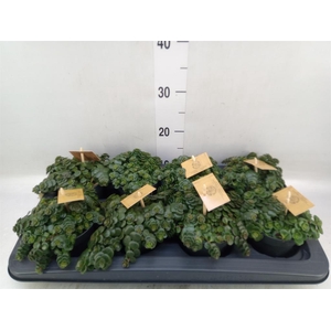 Sedum makinoi 'Kosmosje'