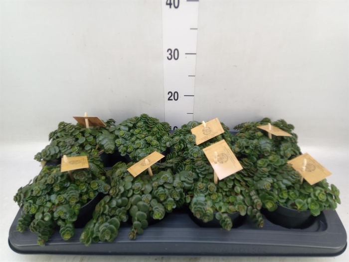 <h4>Sedum makinoi 'Kosmosje'</h4>