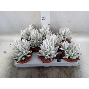 Senecio   ...