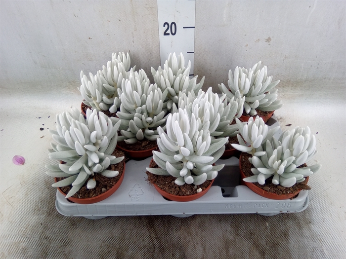 <h4>Senecio   ...</h4>