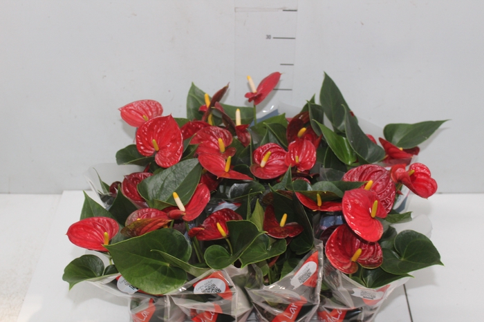 <h4>ANTHURIUM RED SUCCESS P09</h4>