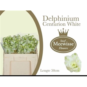 Delphinium El Cen White