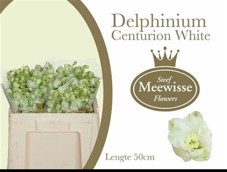 <h4>Delphinium El Cen White</h4>