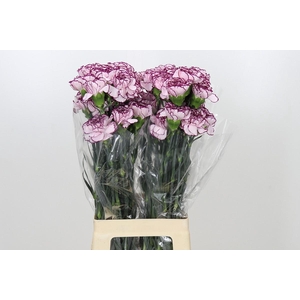 Dianthus St Damascus