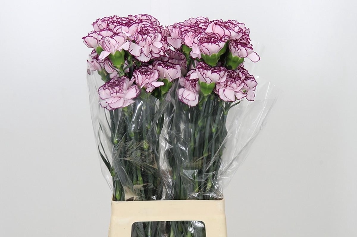 <h4>Dianthus St Damascus</h4>