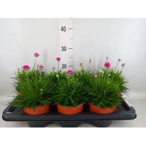 Armeria maritima 'Splendens'