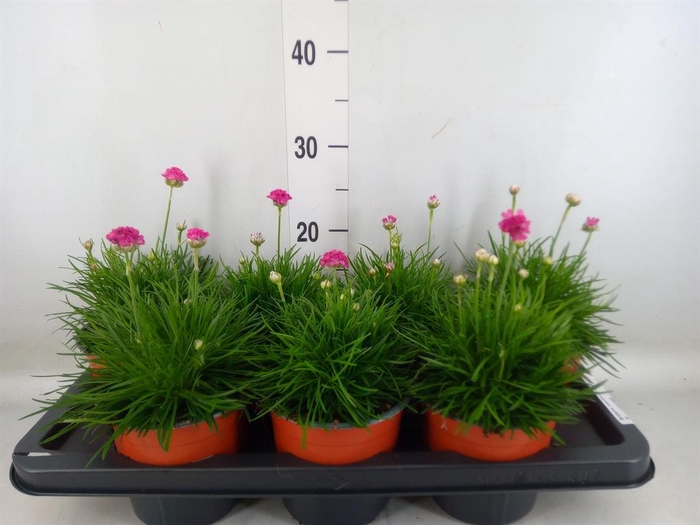 <h4>Armeria maritima 'Splendens'</h4>